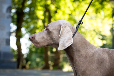 Hundkoppel läder Utställning 180 cm – Maul Ledermanufaktur