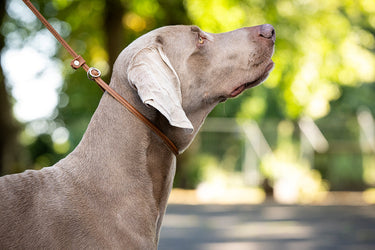 Hundkoppel läder Utställning 180 cm – Maul Ledermanufaktur