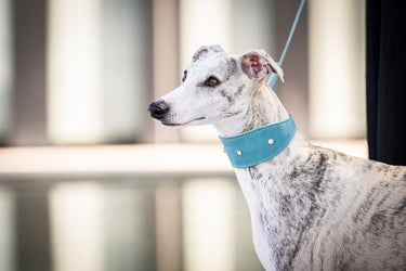 Hundhalsband läder Vinthund Diamond – Maul Ledermanufaktur