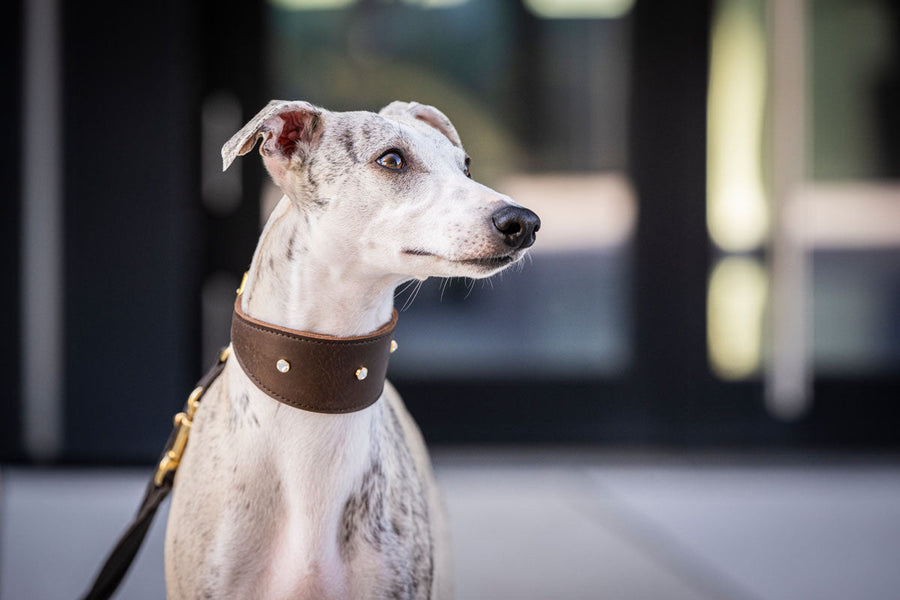Hundhalsband läder Vinthund Diamond – Maul Ledermanufaktur