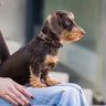 Hundhalsband läder läder Mini Lord & Lady – Maul Ledermanufaktur