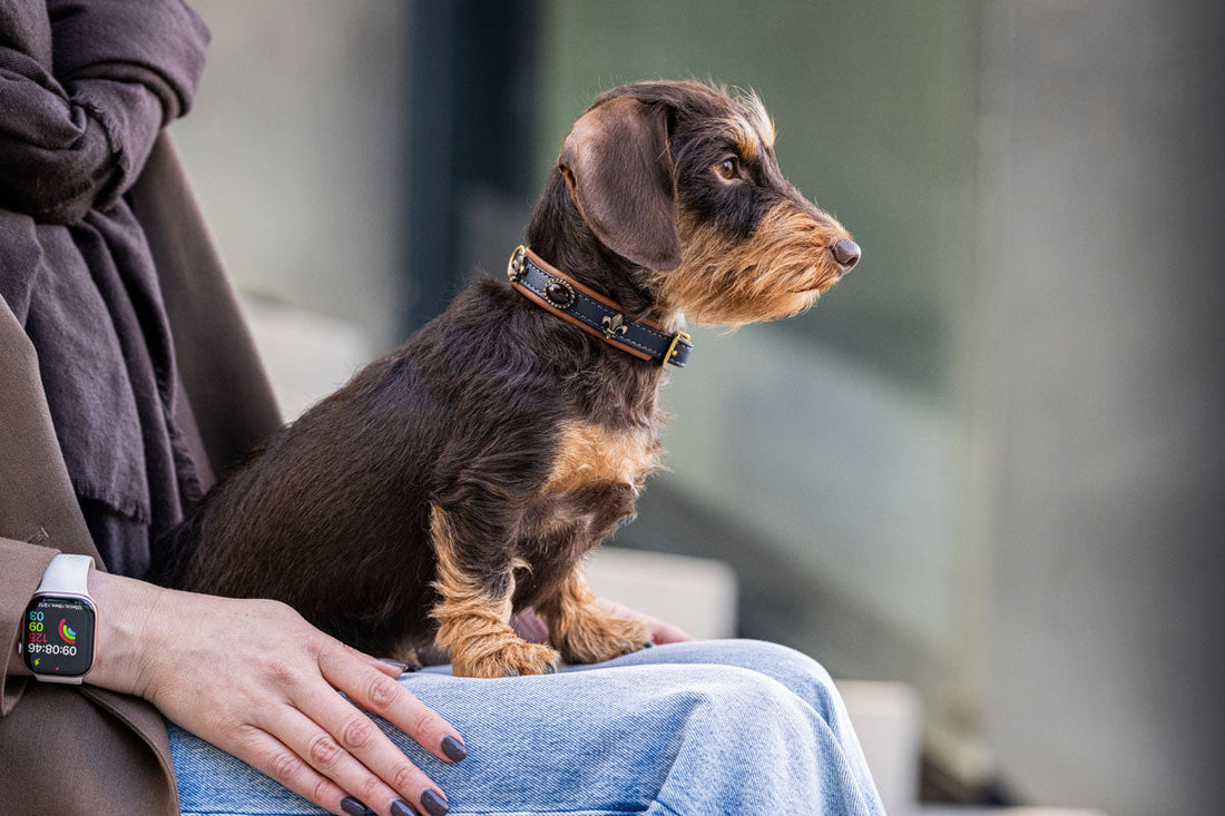 Hundhalsband läder läder Mini Lord & Lady – Maul Ledermanufaktur