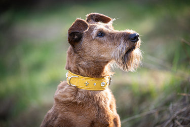 Hundhalsband läder Diamond – Maul Ledermanufaktur