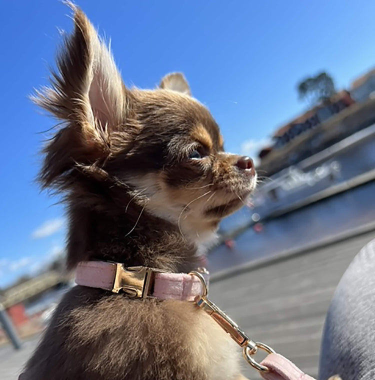 Hundhalsband Petit Soft Pink Don Lorino