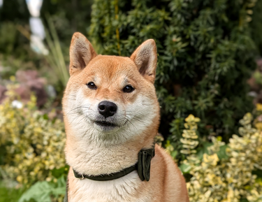 Fluga Click Soft Olive