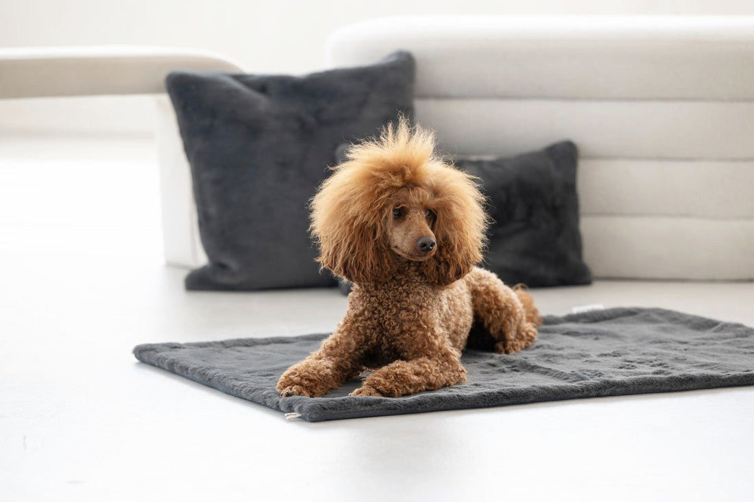 Hundfilt Webpelz – Maul Ledermanufaktur