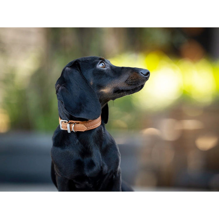 Hundhalsband läder Klassisk Soft Exklusiv