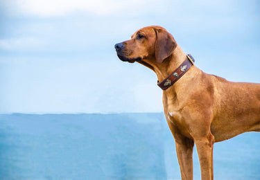 Hundhalsband läder Kairo – Maul Ledermanufaktur