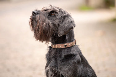 Hundhalsband läder Dark Diamond – Maul Ledermanufaktur