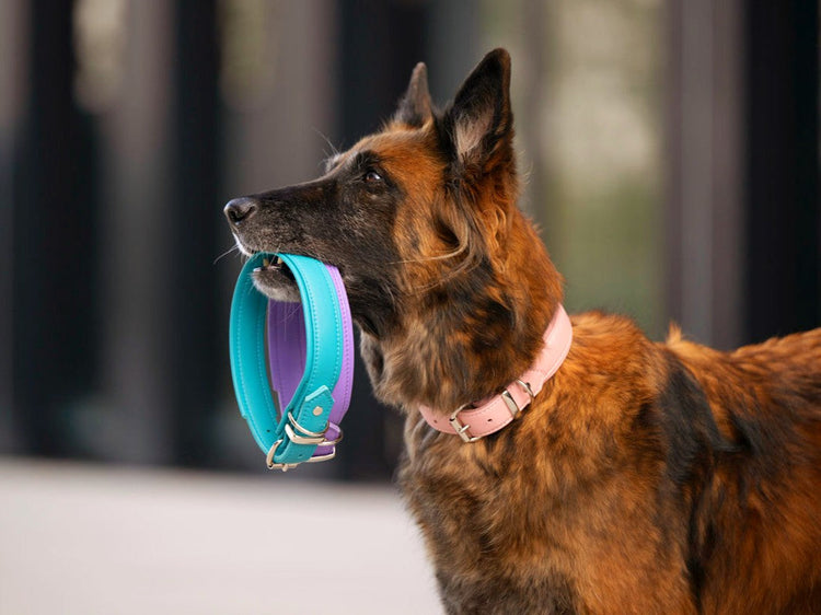 Collar Klassik Soft - Holi Color