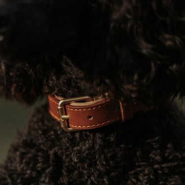 Hundhalsband Lou Brown Beige med namnbricka Don Lorino