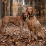 Hundhalsband läder läder läder Mono Pop – Maul Ledermanufaktur