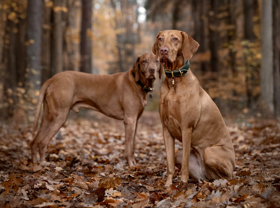 Hundhalsband läder läder läder Mono Pop – Maul Ledermanufaktur