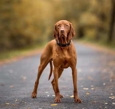 Hundhalsband läder San Francisco – Maul Ledermanufaktur