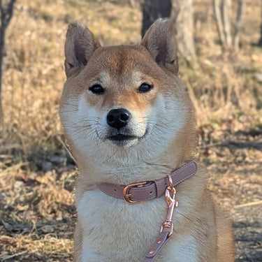 Dog Collar Mio Vintage Rose