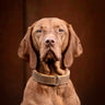 Hundhalsband läder Klassik Premium Mokka – Maul Ledermanufaktur - Gul