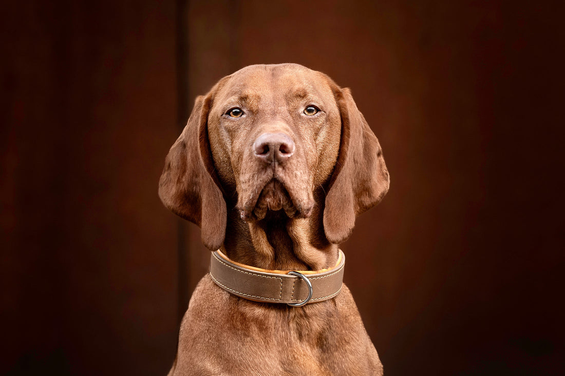 Hundhalsband läder Klassik Premium Mokka – Maul Ledermanufaktur - Gul
