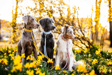 Hundhalsband läder Diamond – Maul Ledermanufaktur